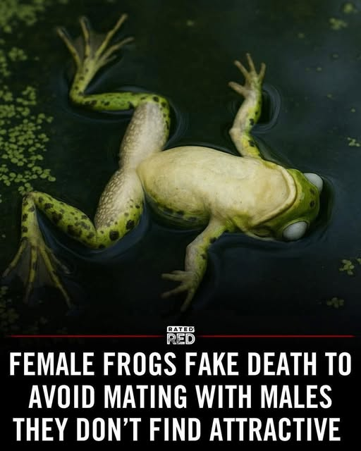 image.png.39245790c8f6f00d3799099a10516213.png